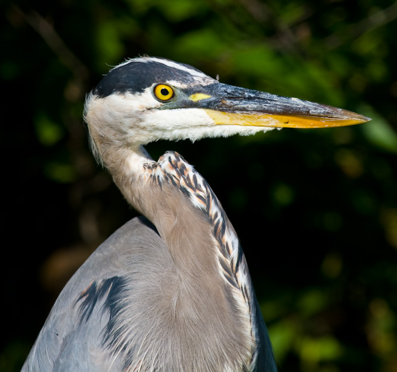 Great Blue Heron